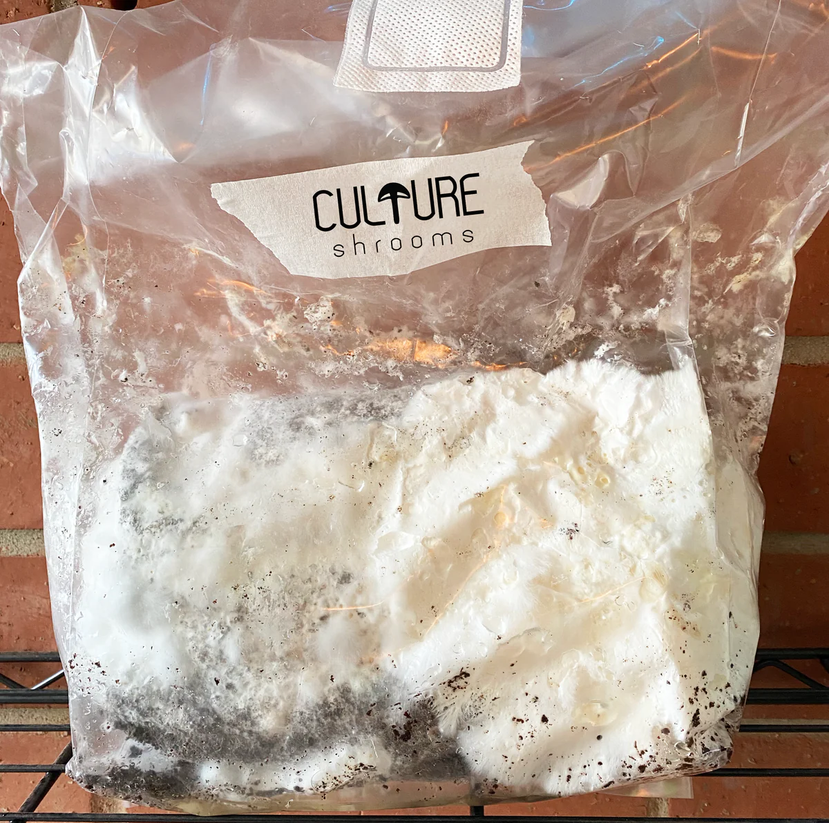 Lion’s Mane Mushroom Grow Kit by Culture Shrooms