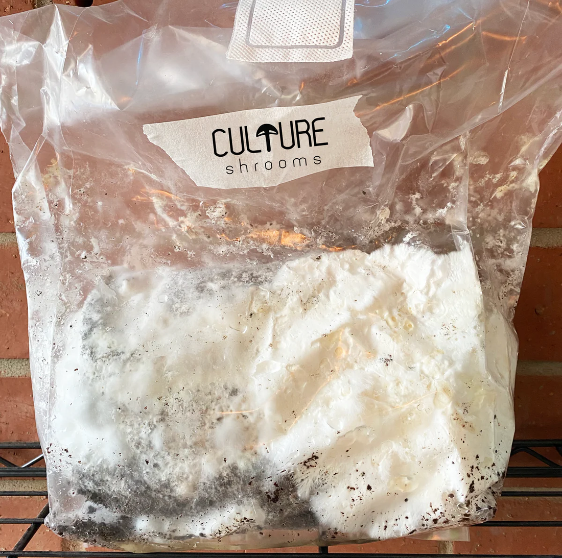 Pink Oyster Mushroom Grow Kit by Culture Shrooms
