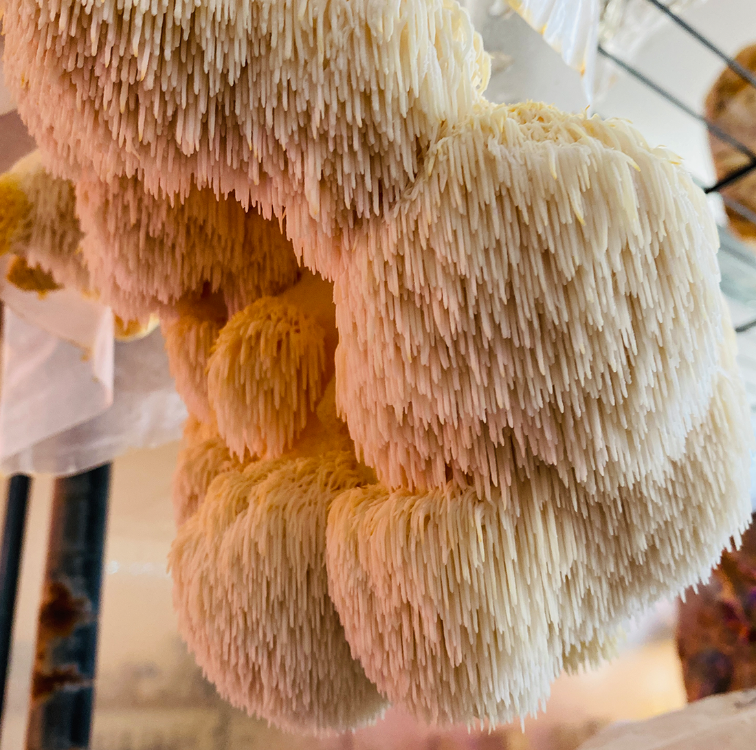 Lion’s Mane Mushroom Grow Kit by Culture Shrooms