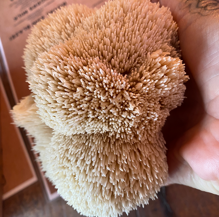 Lion’s Mane Mushroom Grow Kit by Culture Shrooms