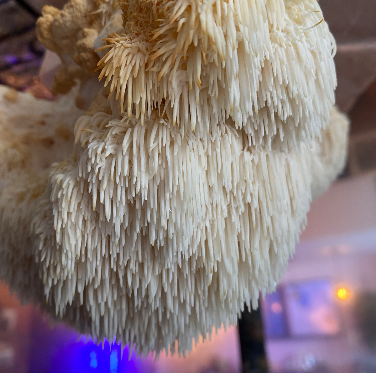 Lion’s Mane Mushroom Grow Kit by Culture Shrooms