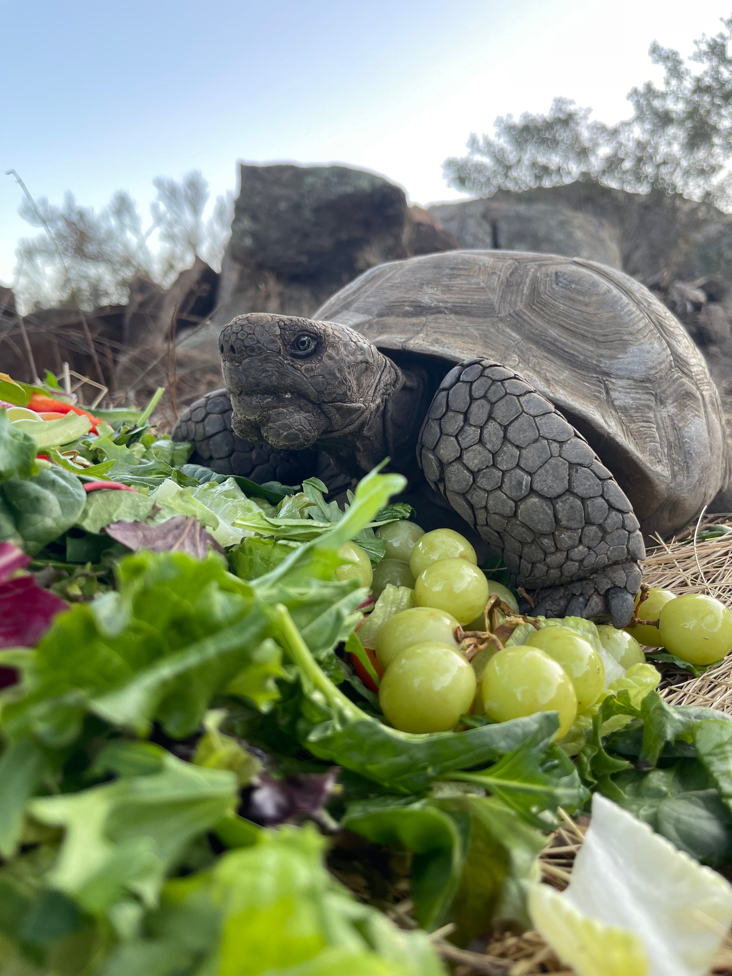 Mr. Tortoise