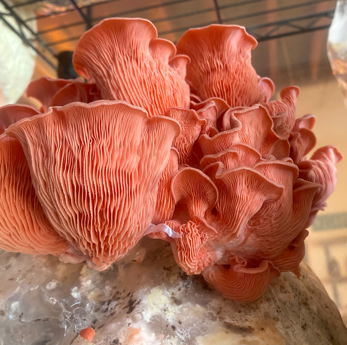 Pink Oyster Mushroom Grow Kit by Culture Shrooms