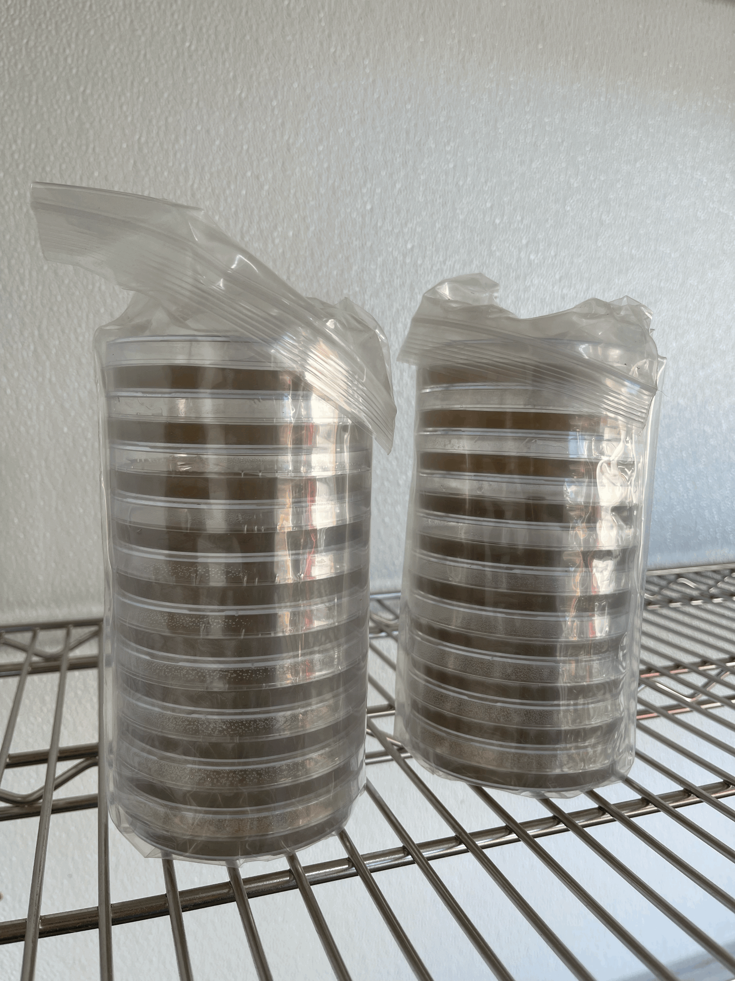 Tortoise, Donkey or Alpaca Manure Agar Plates