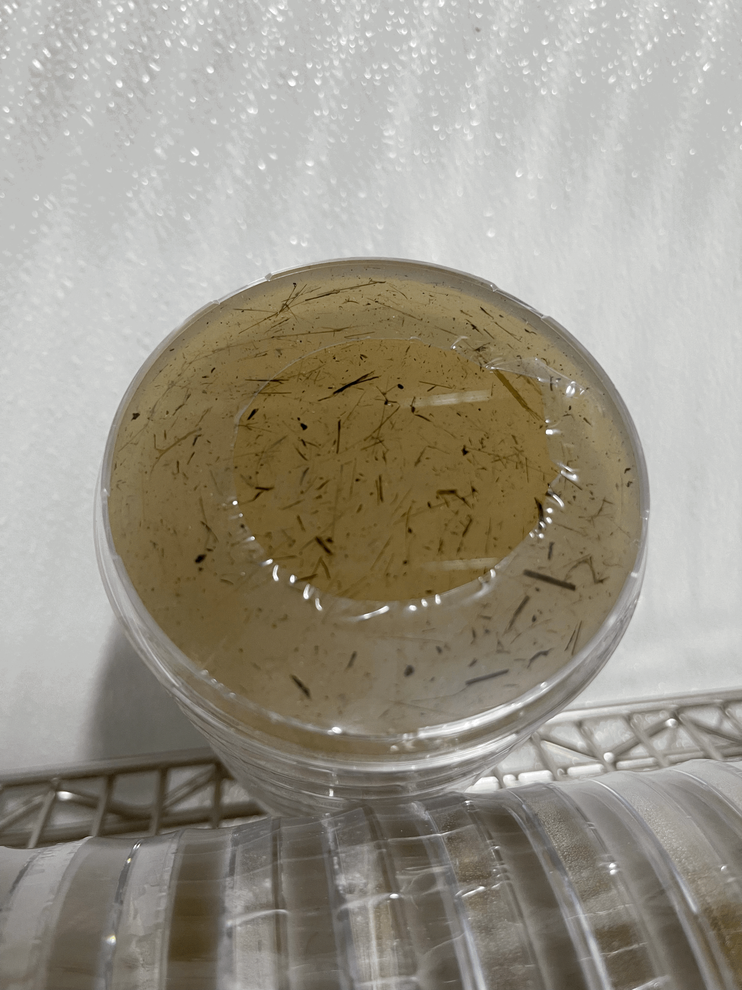 Tortoise, Donkey or Alpaca Manure Agar Plates